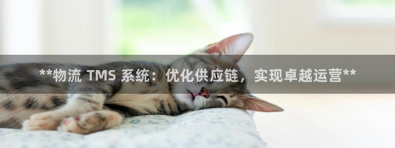 28圈龙虎