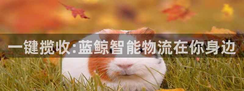 28圈充值不处理