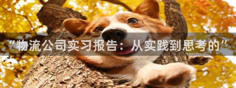 28圈免费：“物流公司实习报告：从实